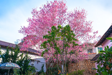 Wall Mural - Apricot cherry tree blossom on a sunny morning in small highland village