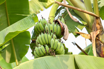 bunch of green bananas