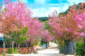 Wall Mural - Two rows of cherry blossom trees bloom along the suburban street leading into the village in the countryside plateau welcome spring