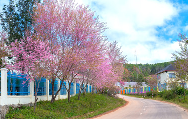 Wall Mural - Cherry blossom along suburban street leading into the village in the countryside plateau welcome spring