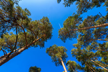 Panorama Of A Pine Forest Against A Blue Sky. Wild Life In Nature. The Tops Of The Trees Looking Up. Photo For Banner, Place For Text