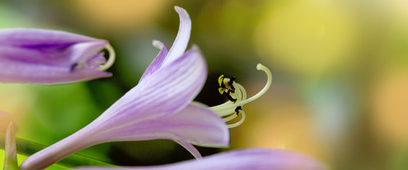 Purple bellflowers isolated on green . Macro photo.