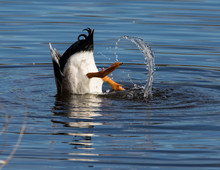 Mallard Duck Diving For Food