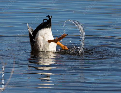 Fotomural Mallard duck diving for food