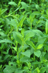 Sticker - In the spring the grass is green doorweed (Polygonum aviculare)