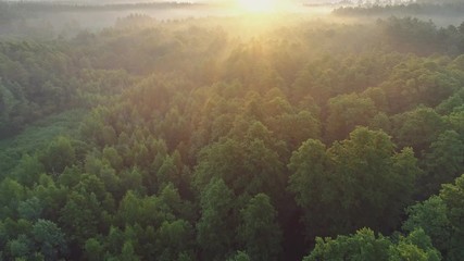 Fototapete - Fast flight over tropical green rain foggy forest. Rays of the rising sun make their way through the fog and tree branches. Aerial shot, 4K
