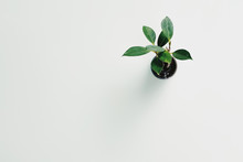 Top View Of A Minimal Cute Green Plant In A Small Pot Lay Flat On White And Soft Green Clean Table Top With Copy Space. For Background, Presentation, Decoration, Creativity, Pattern Theme.