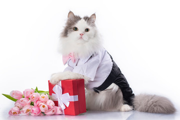 Wall Mural - white fluffy cat with a bouquet of pink tulips and a red box with a gift on a white isolated background