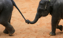 Asian Elephant Use Trunk To Hold Others Elephant Tail