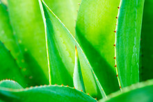 The Soft And Flowing Leaves Of A Agave Plant