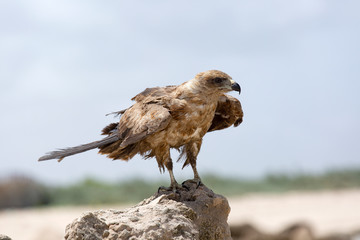 harrier on the indian ocean coast