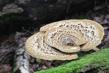 Cerioporus Squamosus ( Syn. Polyporus Squamosus), Is A Basidiomycete Bracket Fungus, With Common Names Including Dryad's Saddle And Pheasant's Back Mushroom