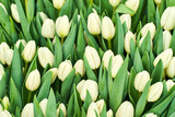Fototapeta Tulipany - floral background - unopened white tulips