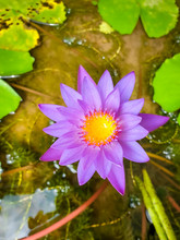 View From The Top On Beautiful Blooming Purple Water Lilly Flower In The Pond