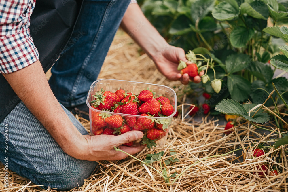 Farm worker picking strawberry in field - obrazy, fototapety, plakaty 