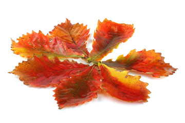 Autumn oak leaves