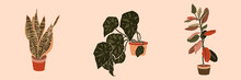 Art Collage Potted Houseplants In A Minimal Trendy Style. Silhouette Of Sansevieria, Begonia And Ficus Plants. Vector