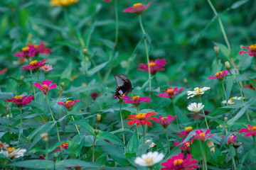 Wall Mural - Wild flowers of clover and butterfly in a meadow in nature in the rays of sunlight in summer in the spring close-up of a macro. A picturesque colorful artistic image with a soft focus