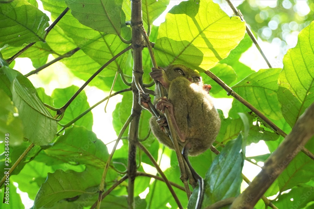 Philippine tarsier in Bohol island Stock Photo | Adobe Stock