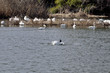 Abandoned fishing line afflicts swans. Flying Whooper Swan - Cygnus cygnus.