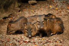 A Family Of Collared Peccary (Pecari Tajacu) Or Musk Hog