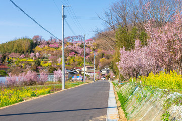 Cherry-blossom trees (Sakura) and many kinds of flowers in Hanamiyama  park in Fukushima, Tohoku area, Japan. The park is very famous Sakura view spot