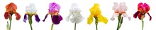 Multicolored Irises On White Isolated Background, Flowers For Design_