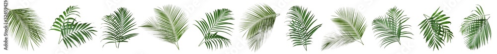 Set of tropical leaves on white background. Banner design - obrazy, fototapety, plakaty 
