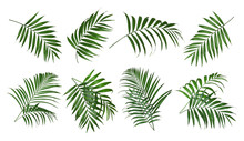 Set Of Tropical Leaves On White Background