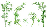 Fototapeta Fototapety do sypialni na Twoją ścianę - Bamboo, leaves, branches. Watercolor set, bamboo plants, on an isolated background, high resolution.