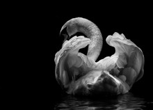 A Swan Swims In The Lake
