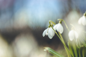 Wall Mural - tender spring flowers snowdrops harbingers of warming symbolize the arrival of spring. white bloomin