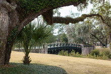 View Of Live Oak Trees And Bridge In Palmetto Bluff Near Bluffton, South Carolina, USA.
