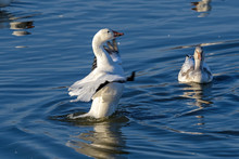 Goose Doing Aerobics Free Stock Photo - Public Domain Pictures