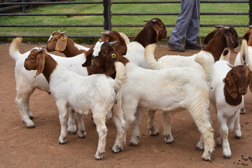 Boer Buck and Does in South Africa