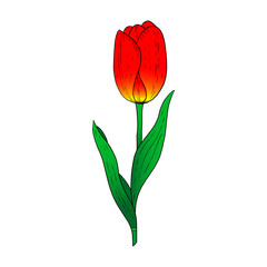 Wall Mural - Red Tulip hand drawn drawing.Stylized image of a Tulip flower.One Tulip isolated on a white background.Vector