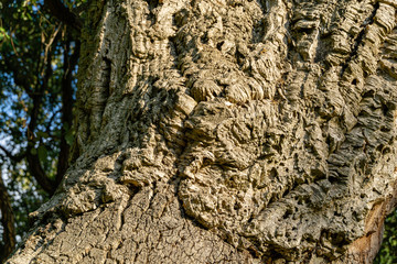 Close-up of bark cork oak tree (Quercus suber) in Massandra landscape park in Crimea. Rich colorful texture as natural background for any design.