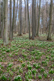 Fototapeta Las - early spring forest with spring snowflake, Vysocina, Czech Repubic