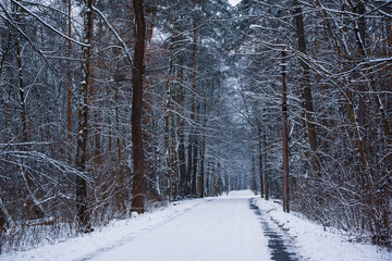 Wall Mural - Winter forest with path