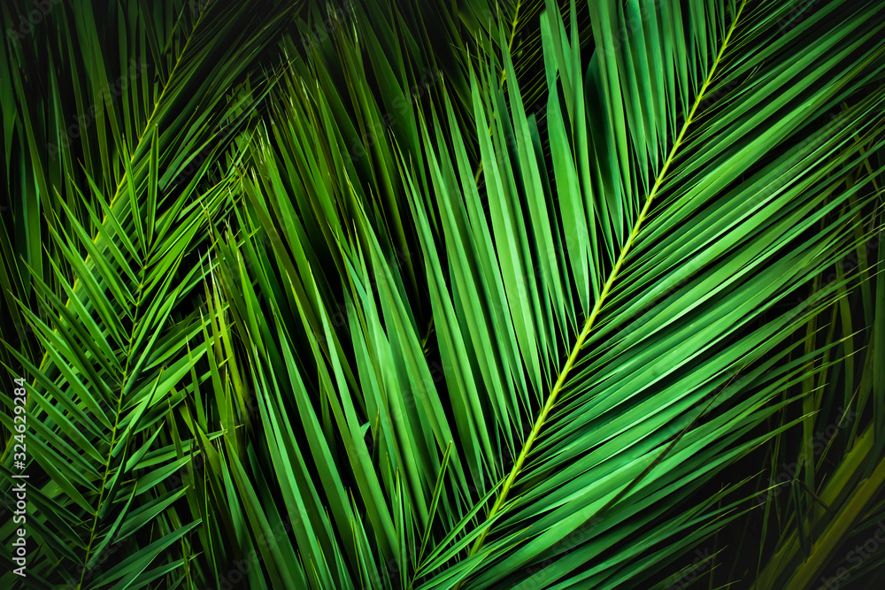 tropical palm leaves, jungle leaf floral background - obrazy, fototapety, plakaty 
