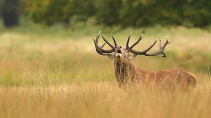roaring red deer male during autumn rut, natural environment, close up, wild animal, cervus elaphus