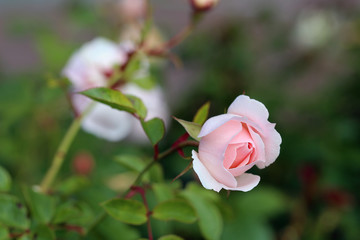 Wall Mural - Closeup of a romantic pale pink garden roses. A lot of green leaves around the flowers starting to bloom. Joyful, beautiful and delicate flower perfect for Valentine's Day and other celebrations