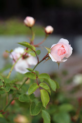 Wall Mural - Closeup of a romantic pale pink garden roses. A lot of green leaves around the flowers starting to bloom. Joyful, beautiful and delicate flower perfect for Valentine's Day and other celebrations