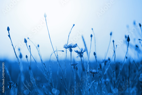 cornflowers-in-wheat-field-on-sunset-color-of-the-year-2020-classic-blue-pantone
