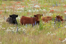 Pretty Dexter Cows In A Flower Meadow