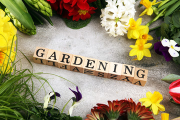  Gardening flat lay wooden letter. Set Of Tools For Gardener And Flowerpots with beautiful spring flowers and tulips