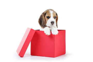 Wall Mural - Beagle puppy dog sitting in gift box on white background