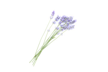 Wall Mural - Lavender flowers isolated on white background