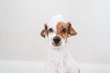 Fototapeta Łazienka - cute lovely small dog wet in bathtub, clean dog with funny foam soap on head. Pets indoors
