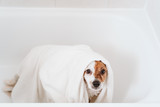 Fototapeta Pokój dzieciecy - cute lovely small dog wet in bathtub, clean dog getting dried with towels. Pets indoors